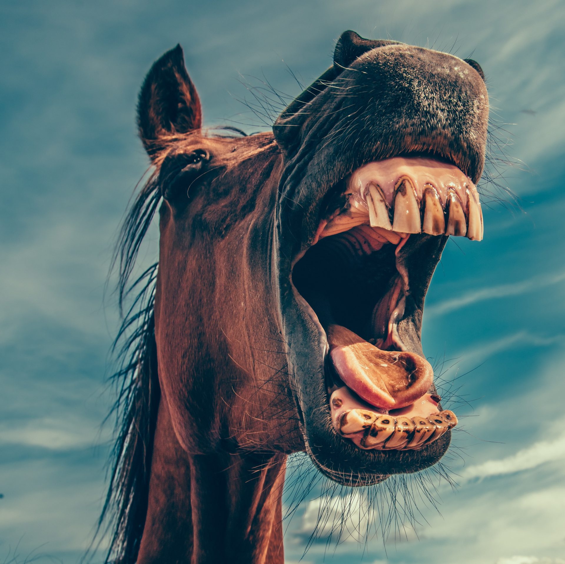 Angry Horse | YouFURIOUS.com